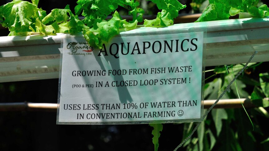 A sign promotes the benefits of aquaponics, stuck on a railing with lettuce growing in the background.
