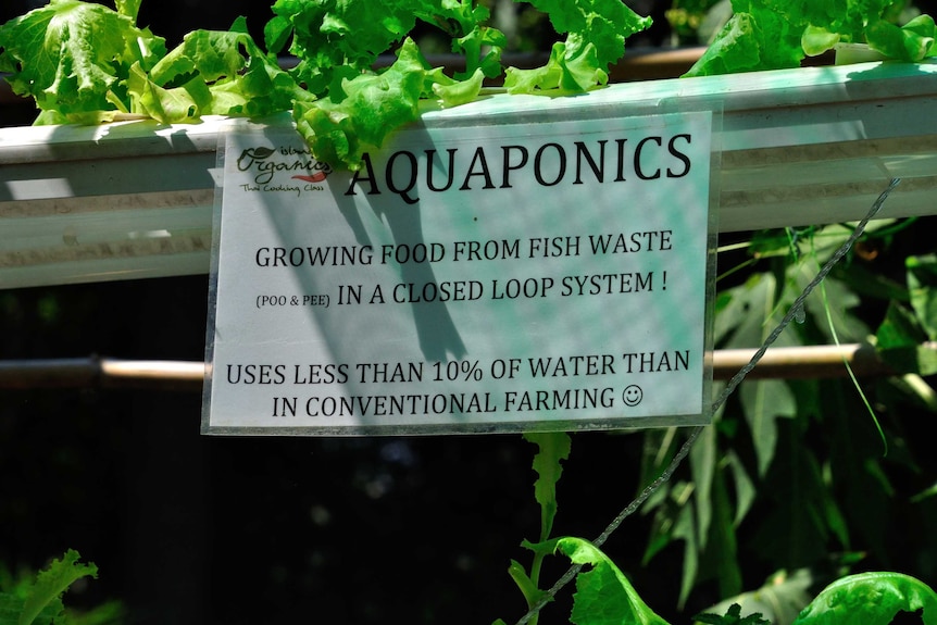 A sign promotes the benefits of aquaponics, stuck on a railing with lettuce growing in the background.