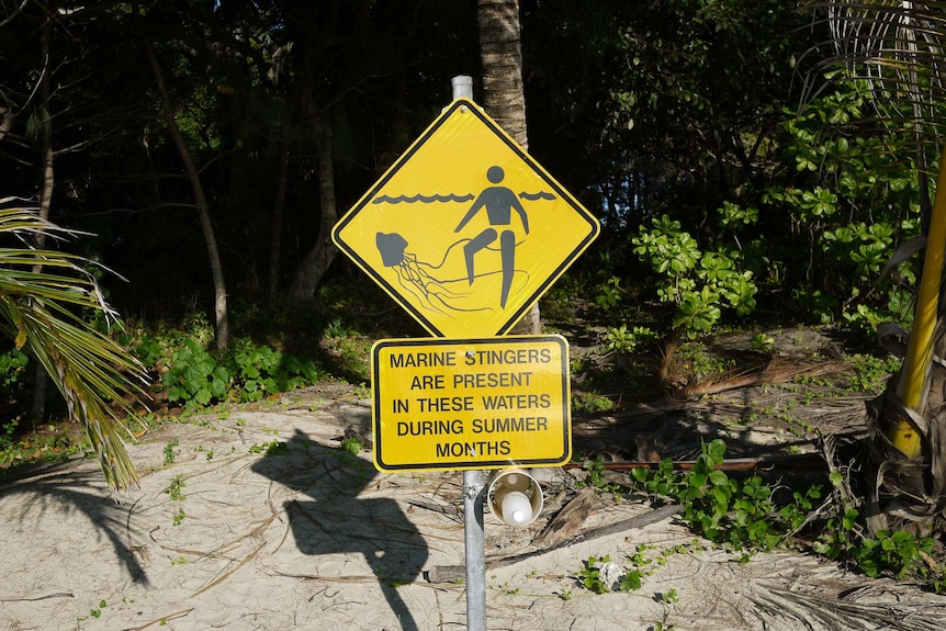 Jellyfish warning in Australia