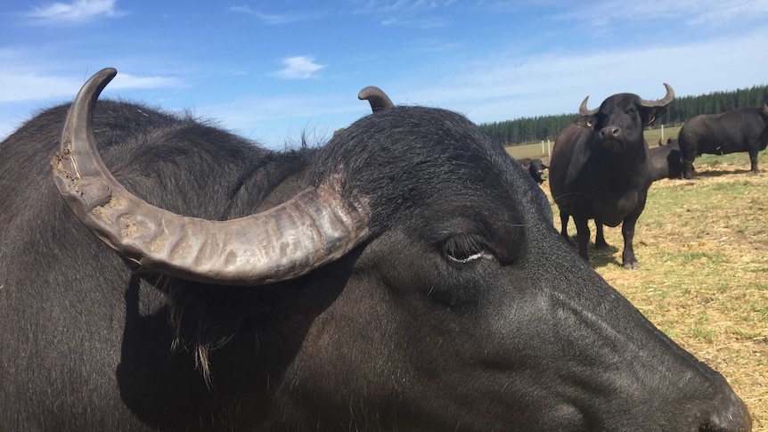 Close up of Dixie the Buffalo staring out in a paddock.