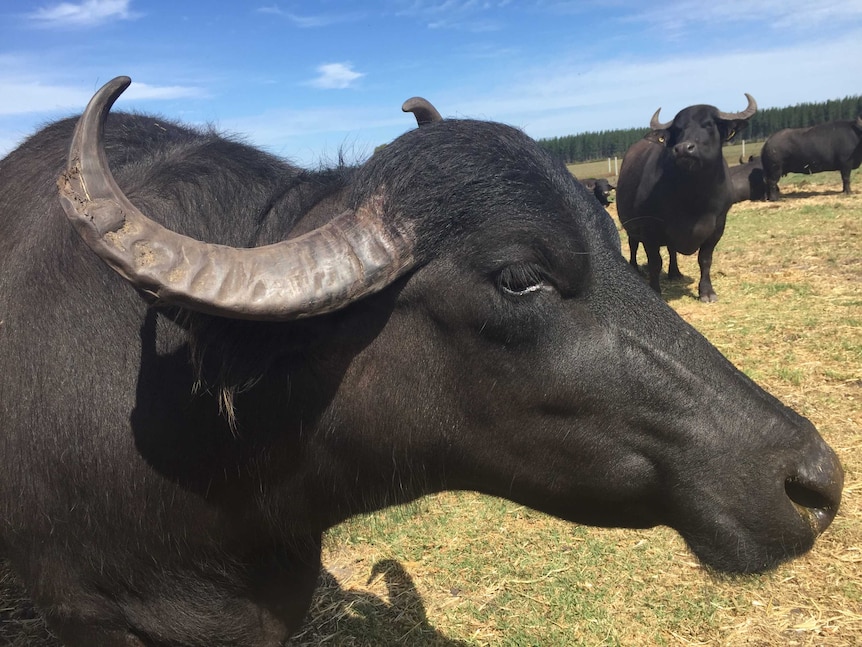 A buffalo stares out into a paddock on a sunny day.