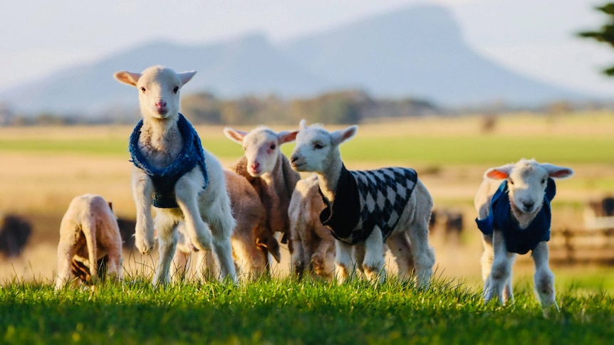 7 lambs in grassy field wearing knitted baby jumpers