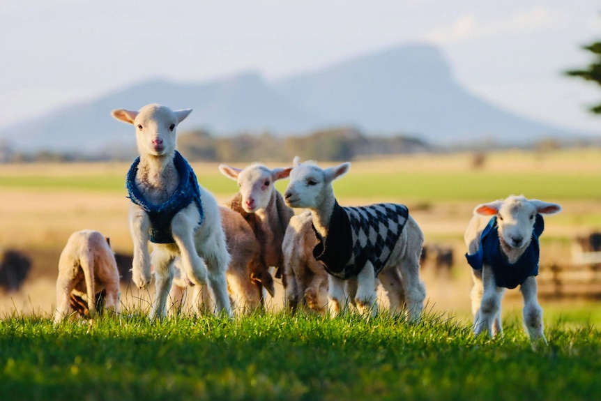 7 lambs in grassy field wearing knitted baby jumpers