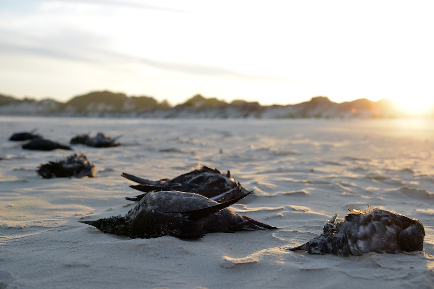 Dead muttonbirds on a beach with the sun going down in the background
