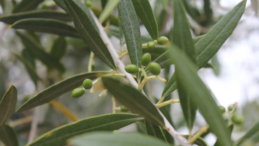 The start of growing season for olives in WA