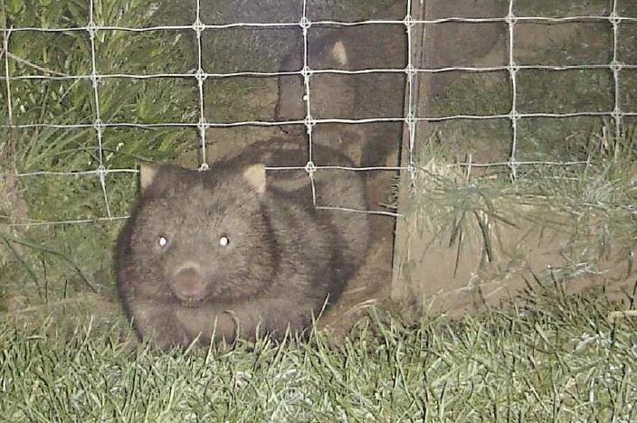 Wombats pushing under a fence at night.