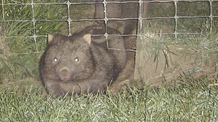 Wombats pushing under a fence at night.