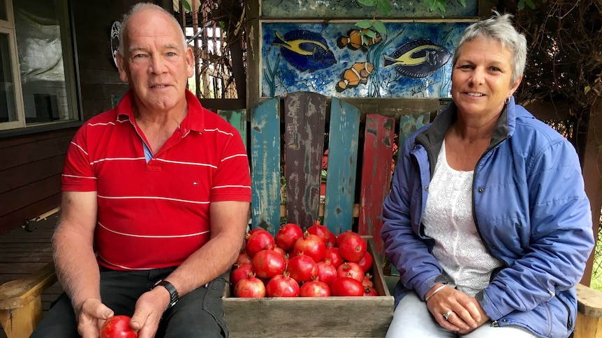 Mr Sutton and Ms Walker have just harvested this year's pomegranates