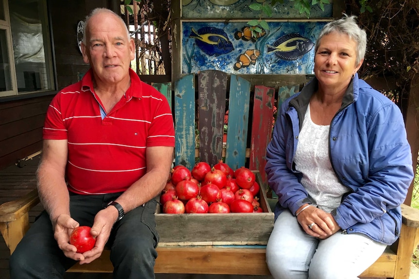 Mr Sutton and Ms Walker have just harvested this year's pomegranates