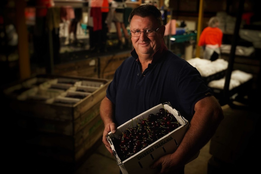 A middle aged man wearing glasses is holding a large box of cherries in a packaging shed looking at the camera.
