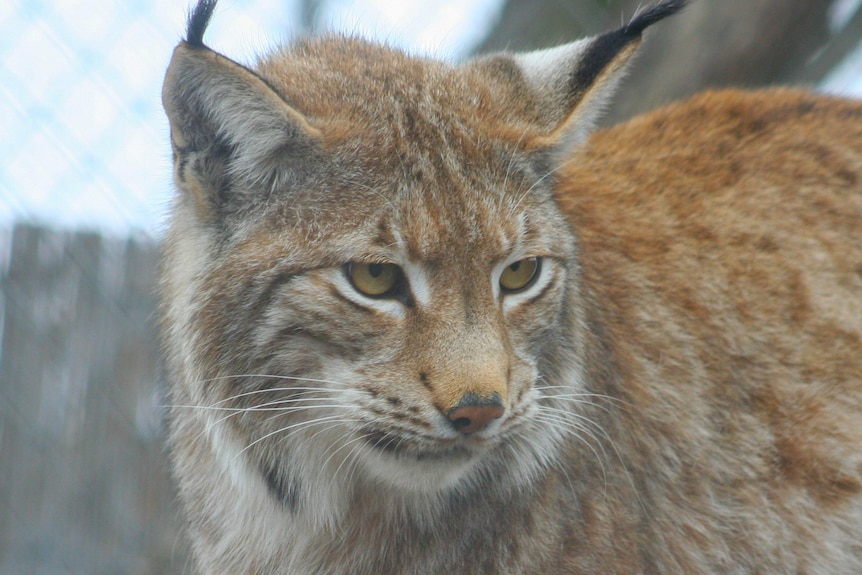 A wildcat is seen in a close up shot.