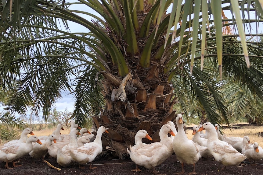 A group of ducks gathered around the base of a date palm tree