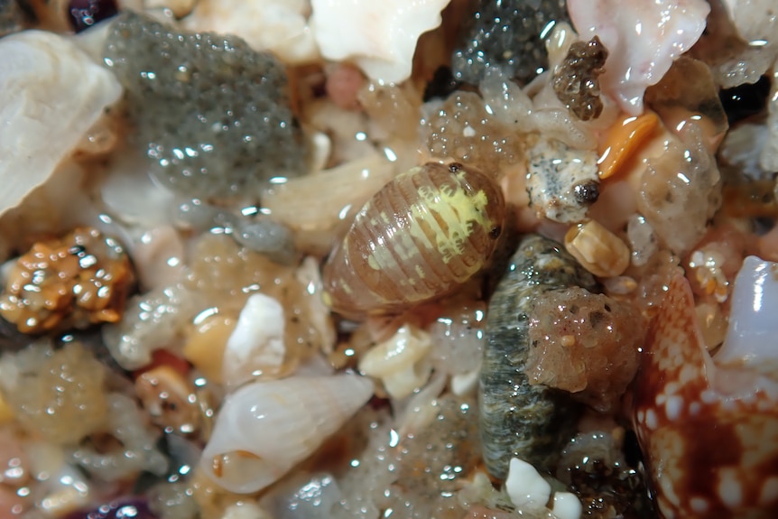 close up of an isopod