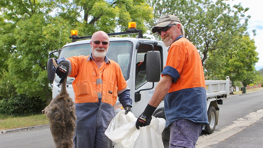 Council workers in Kingston move roadkill