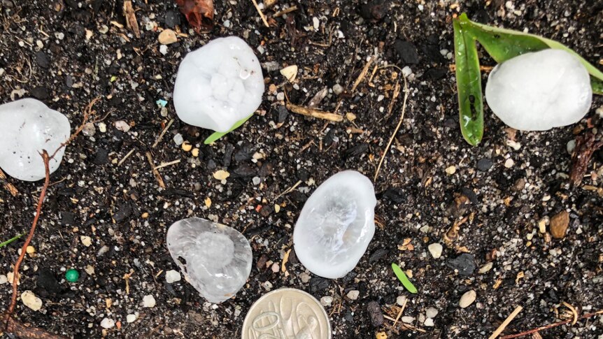 Pieces of hailstones next to a 20c piece for size comparison