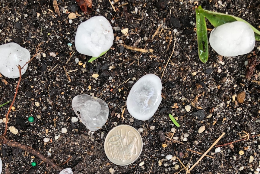 Pieces of hailstones next to a 20c piece for size comparison