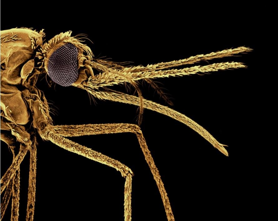 Как КОМАРЫ выбирают кого укусить???" - Яндекс Кью