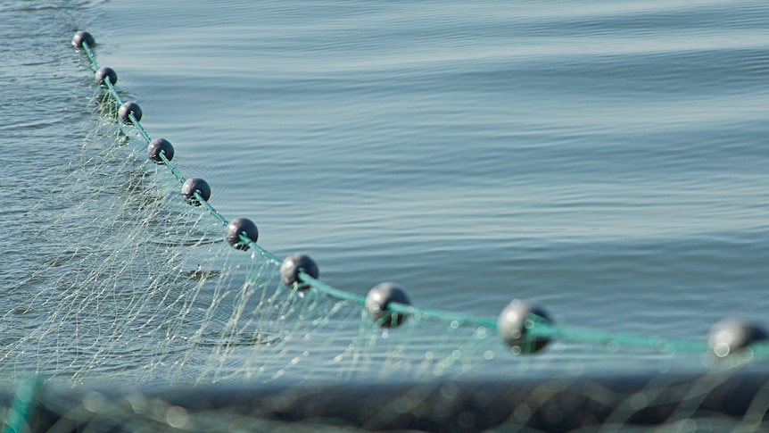 nets with buoys cast over still water.