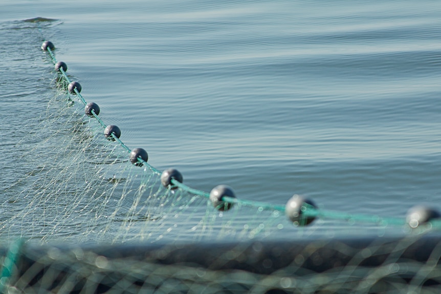 Commercial Gill-Net Ban Tightened in California / Move to protect wildlife  made at end of season