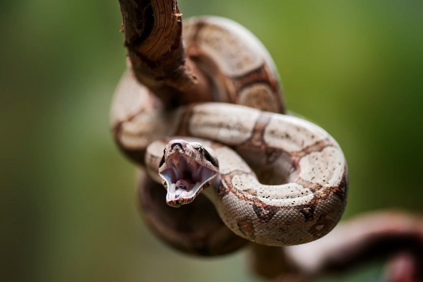 Can a snake crawl in your mouth as you sleep? Experts examine viral video