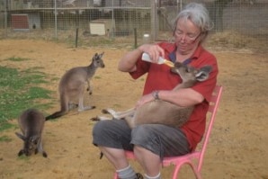 A photo of Mandy English feeding a joey.