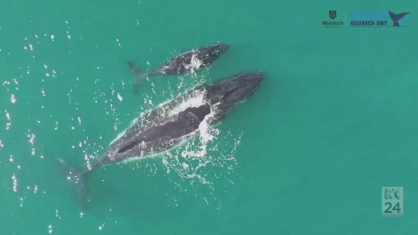 Drones offering new perspectives for whale research