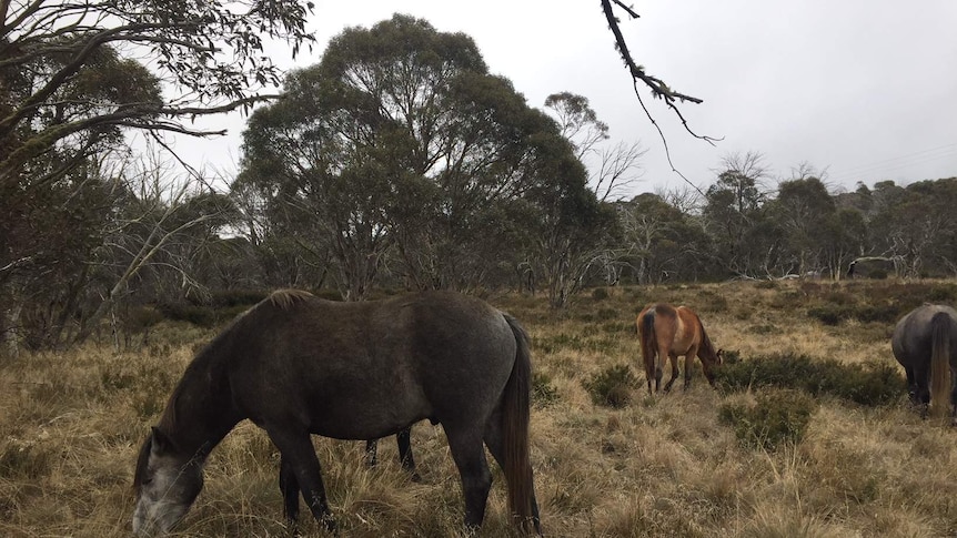 Brumbies eat grass near Three Mile Creek in Kosciuszko National Park