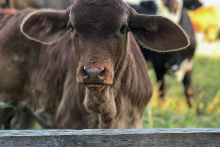 A calf stands in a grass field in central Queensland. Taken 2019.