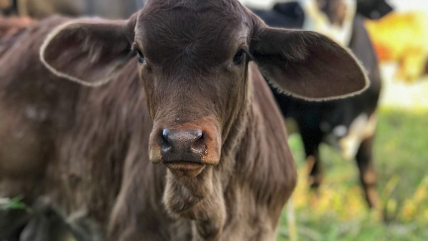 A calf stands in a grass field in central Queensland. Taken 2019.