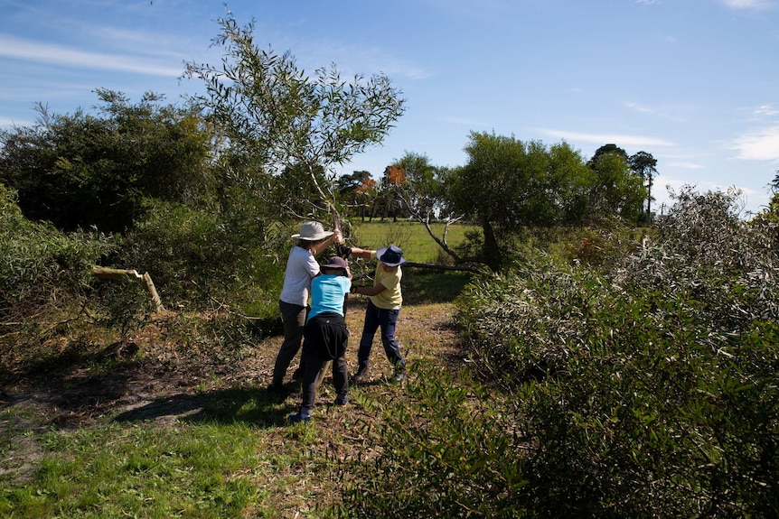 Three boys wrestle a tree branch.