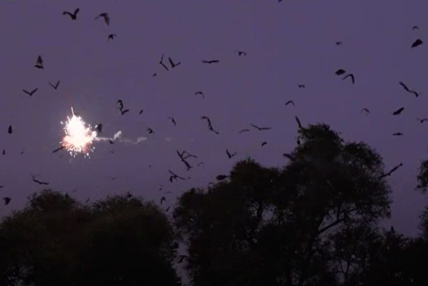 A lash of light explodes against a dark sky. Silhouettes of bats fly around it