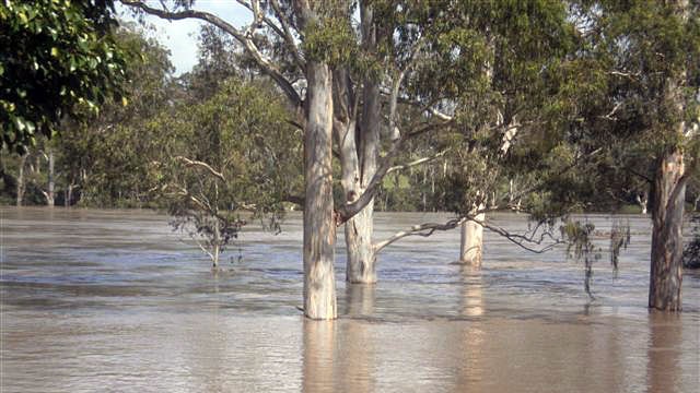 The swollen Brisbane River in the suburb of Jindalee.