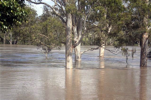 The swollen Brisbane River in the suburb of Jindalee.