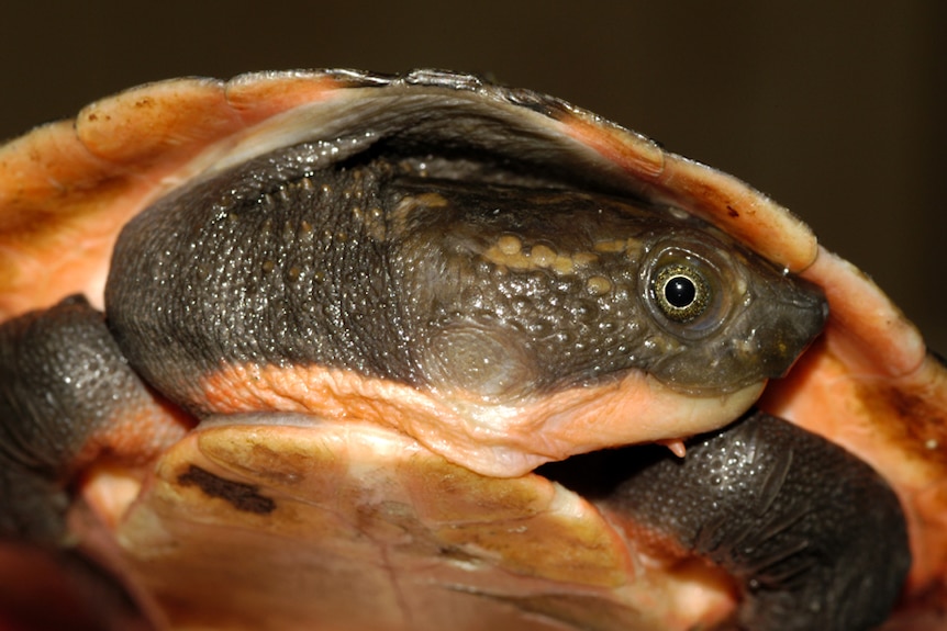 New PNG turtle species