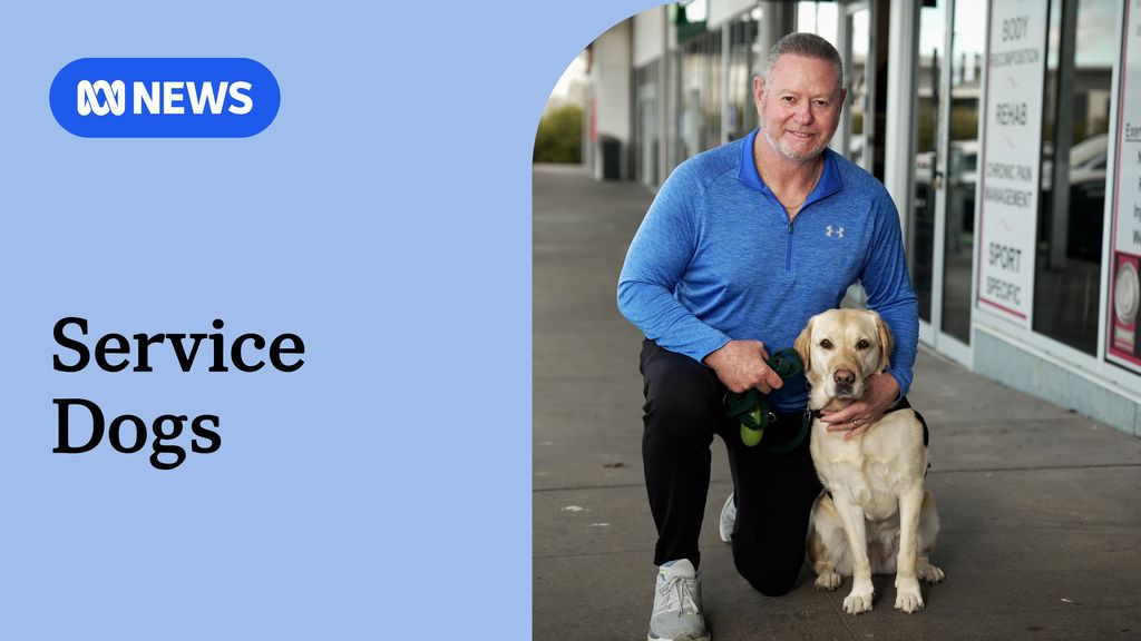 Guide dogs retrained to help veterans with physical and mental health ...