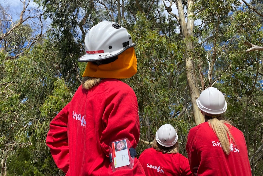 Three volunteers in red jumpsuits look up at a koala in a tree
