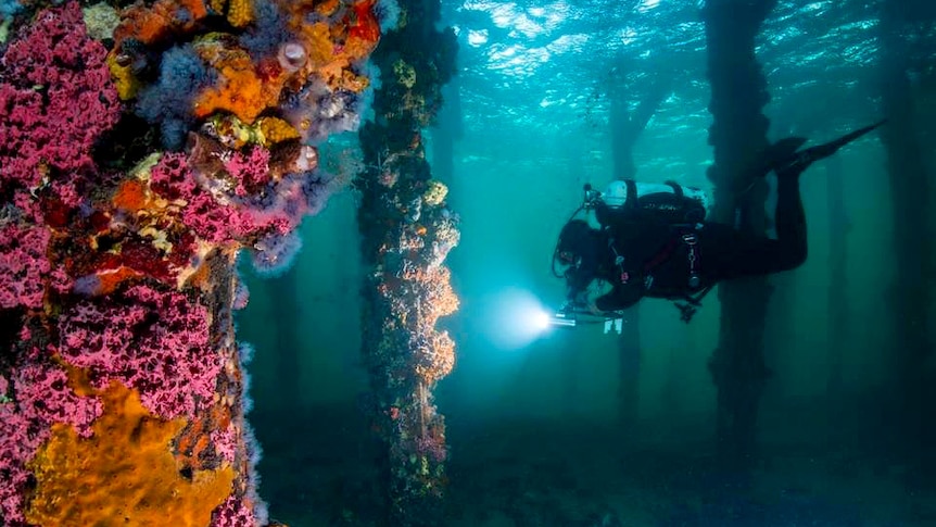 A scuba diver swims beneath pylons covered in coral.