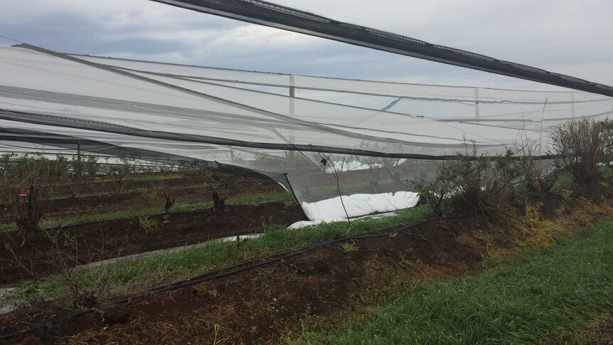 Storm damage to crops at Blueberry Fields berry farm at Brooklet near Byron Bay.