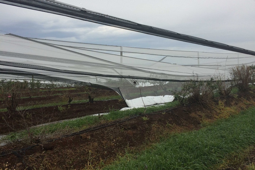 Storm damage to crops at Blueberry Fields berry farm at Brooklet near Byron Bay.