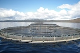 Tasmania salmon farm