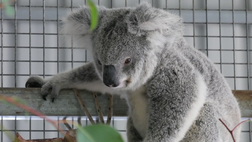 La respiration Koala - Dans les mains de Chloé
