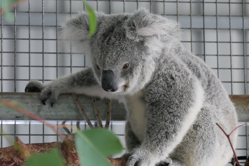 A koala leans against an iron screen facing a bunch of eucalyptus leaves