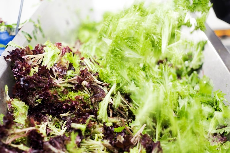 Green and red-tipped lettuce in a bowl