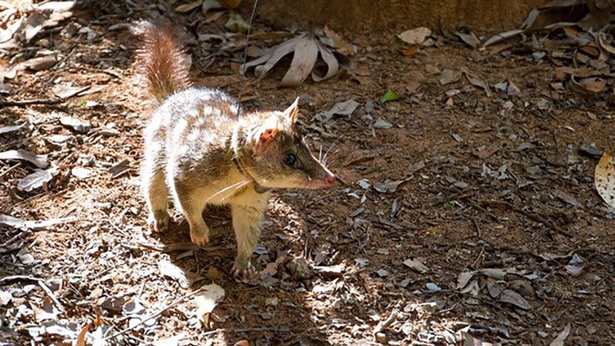 A photo of a small quoll in the field wearing a radio collar.