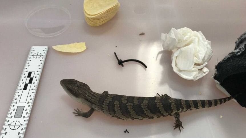 A blue-tongue lizard next to some potato chips and a tape measure.