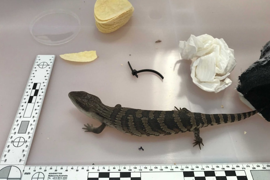 A blue-tongue lizard next to some potato chips and a tape measure.