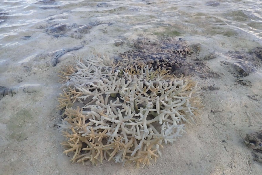 coral showing bleaching