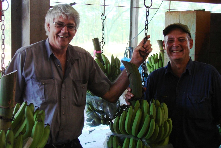 Howes' banana packing shed at the 'home farm' at Walkamin