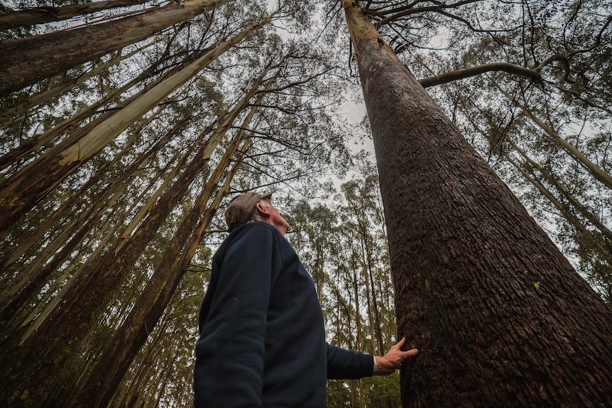 A man looks up at tall trees.