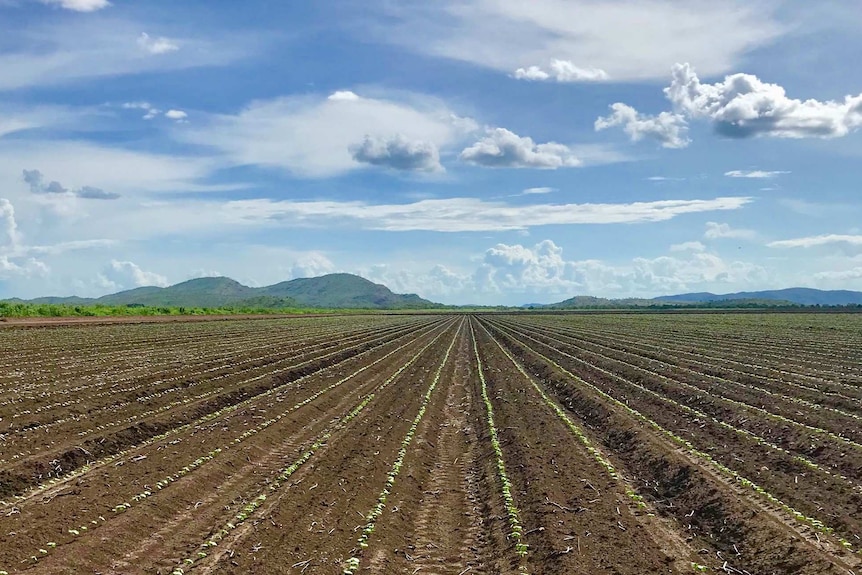 A wide shot of a newly sown paddock